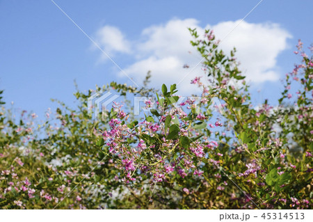 萩の花 萩 萩の花 萩 45314513