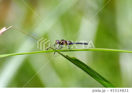 マダラナニワトンボ 45314821