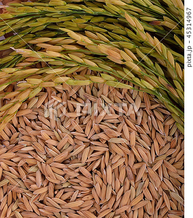 Thai Jasmine rice on a background Thai Jasmine rice on a background 45314967