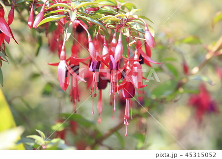 フクシア ツリウキソウ の花の写真素材