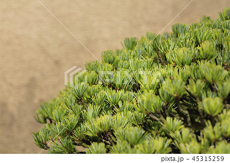 盆栽 - 五葉松 - 盆栽 - 五葉松 - 45315259