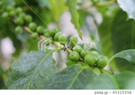 収穫前のコーヒー豆 収穫前のコーヒー豆 45315556