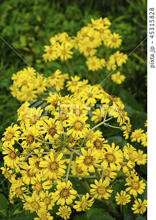 ツワブキの花　 45315828