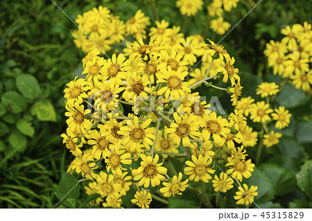 ツワブキの花　 45315829