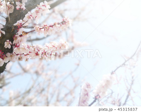 桜_イメージ 45315837