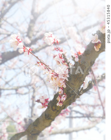 桜_イメージ 45315840