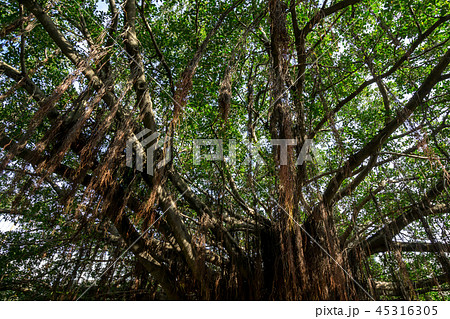 large ficus tree in sun yat sen memorial house 45316305