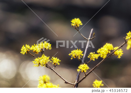 cornus officinalis flower spring blossom 45316572