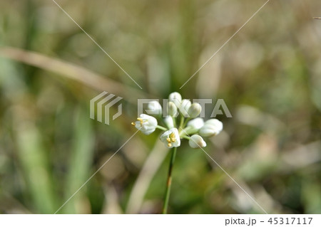 ヤマラッキョウの花 白花 白花ヤマラッキョウ ヤマラッキョウの花 白花 白花ヤマラッキョウ 45317117