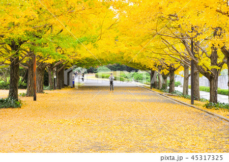 Asian man taking the photo under the ginkgo root  45317325