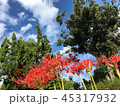 彼岸花 45317932