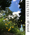 黄色い花 45317933
