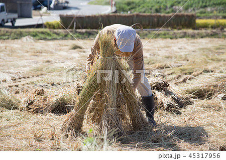 藁ぼっちを作る男性 45317956