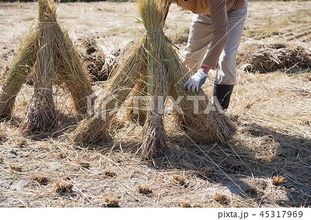 藁ぼっちを作る男性 45317969