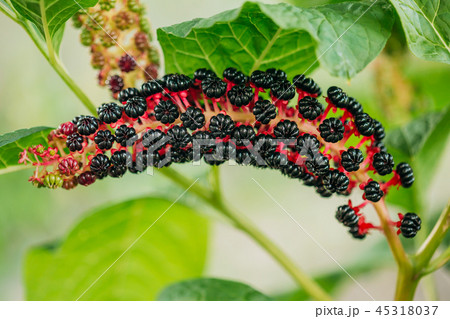 Phytolacca Americana, The American Pokeweed Or Simply Pokeweed W 45318037