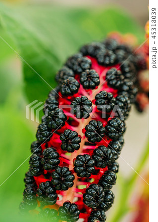 Phytolacca Americana, The American Pokeweed Or Simply Pokeweed W Phytolacca Americana, The American Pokeweed Or Simply Pokeweed W 45318039