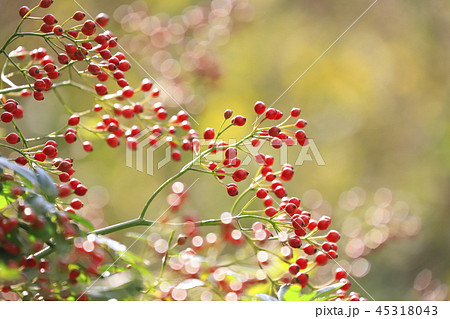 野茨(ノイバラ)の実 秋 野茨(ノイバラ)の実 秋 45318043