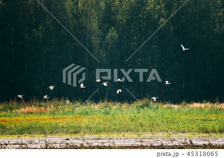 Belarus. Wild Birds Great Egrets Or Ardea Alba Flying Above Swam 45318065