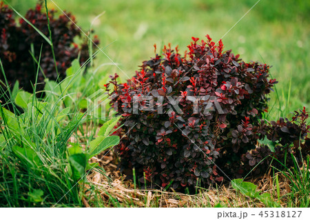 Bush Of Berberis Thunbergii, The Japanese Barberry, Thunberg's B Bush Of Berberis Thunbergii, The Japanese Barberry, Thunberg's B 45318127