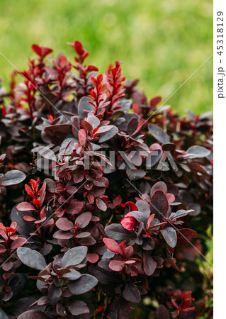 Leaves On Bush Of Berberis Thunbergii, The Japanese Barberry, Th 45318129