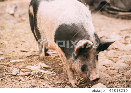 Household A Large White Pig In Farm Livestock Yard. Pig Farming 45318259
