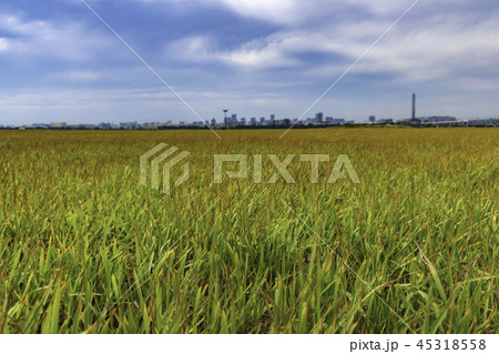 葛西臨海公園 芝生の写真素材