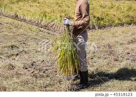 稲刈り 45319123