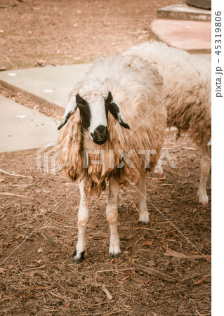 Dirty Sheep. Dirty Sheep. 45319806