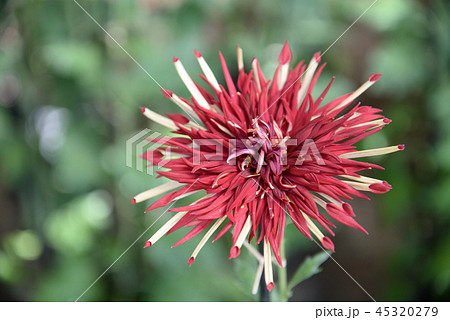 菊10 45320279
