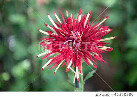 菊11 45320280