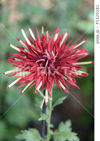 菊12 45320281