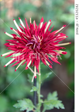 菊13 45320282