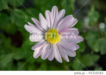 菊14 45320283