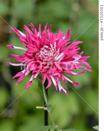 菊31 45320301