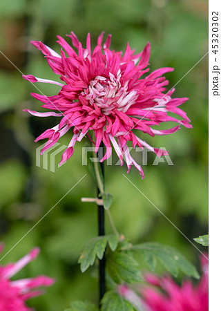 菊32 45320302