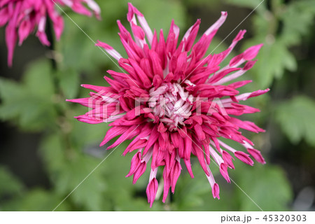 菊33 45320303