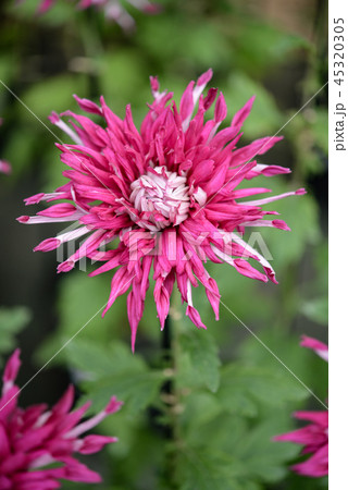 菊35 45320305