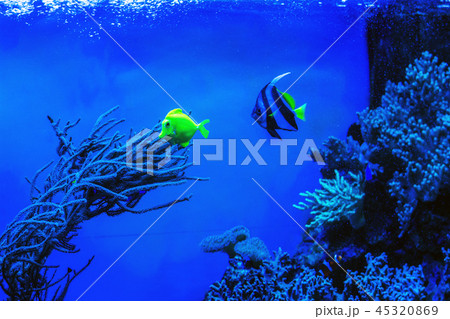 Blue and yellow fish under water 45320869