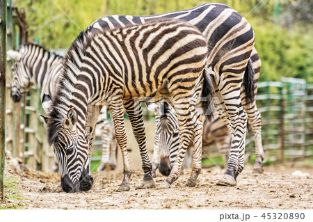 Herd of Chapman's zebra, animal scene Herd of Chapman's zebra, animal scene 45320890