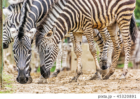 Herd of Chapman's zebra, animal scene Herd of Chapman's zebra, animal scene 45320891