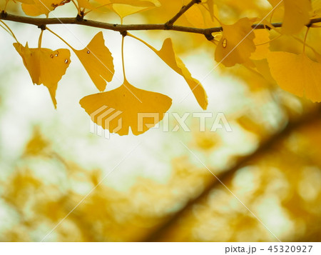 イチョウの葉 45320927