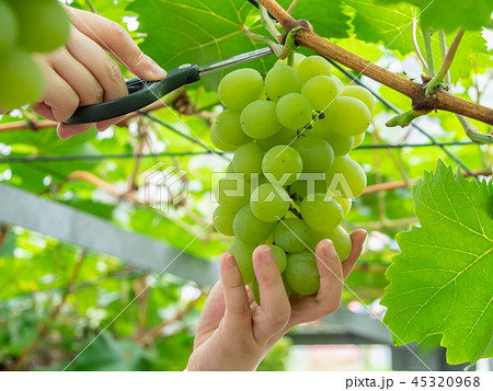 ぶどう狩り マスカット・オブ・アレキサンドリア 岡山県産 45320968