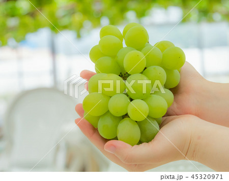 ぶどう狩り マスカット・オブ・アレキサンドリア 岡山県産 ぶどう狩り マスカット・オブ・アレキサンドリア 岡山県産 45320971