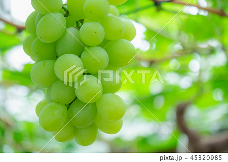 ぶどう狩り マスカット・オブ・アレキサンドリア 岡山県産 45320985