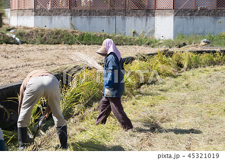 稲刈り 45321019