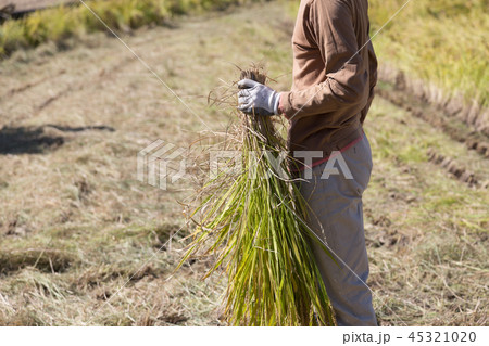 稲刈り 45321020