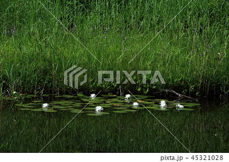 志賀高原の一沼の睡蓮 45321028