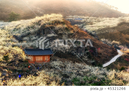 Sunset over plum flower village Sunset over plum flower village 45321266