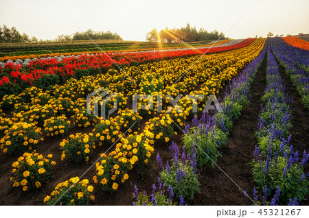 field of flowers in biei 45321267