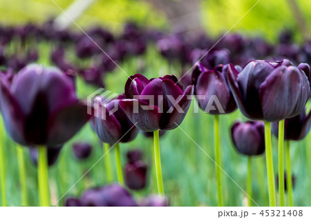 purple tulip blossom 45321408